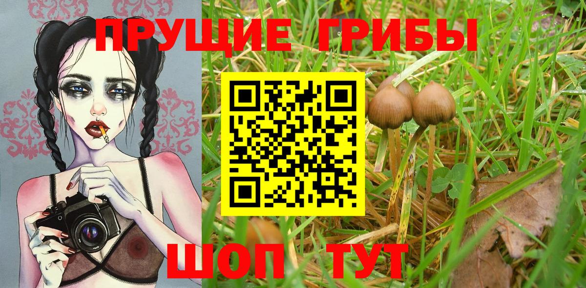Псилоцибиновые грибы Psilocybine cubensis  купить  цена  Минеральные Воды  Вход с VPN 